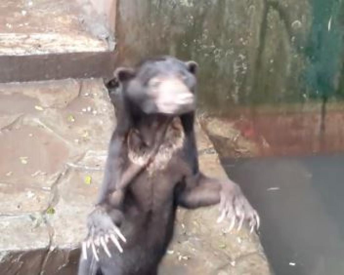 Αρκουδάκια παρακαλούν για λίγο φαγητό σε ζωολογικό κήπο της Ινδονησίας