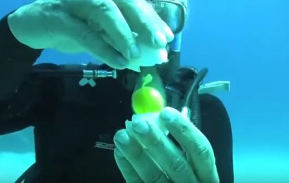 Δείτε τι απίστευτο συμβαίνει όταν σπάμε ένα αυγό στη θάλασσα!
