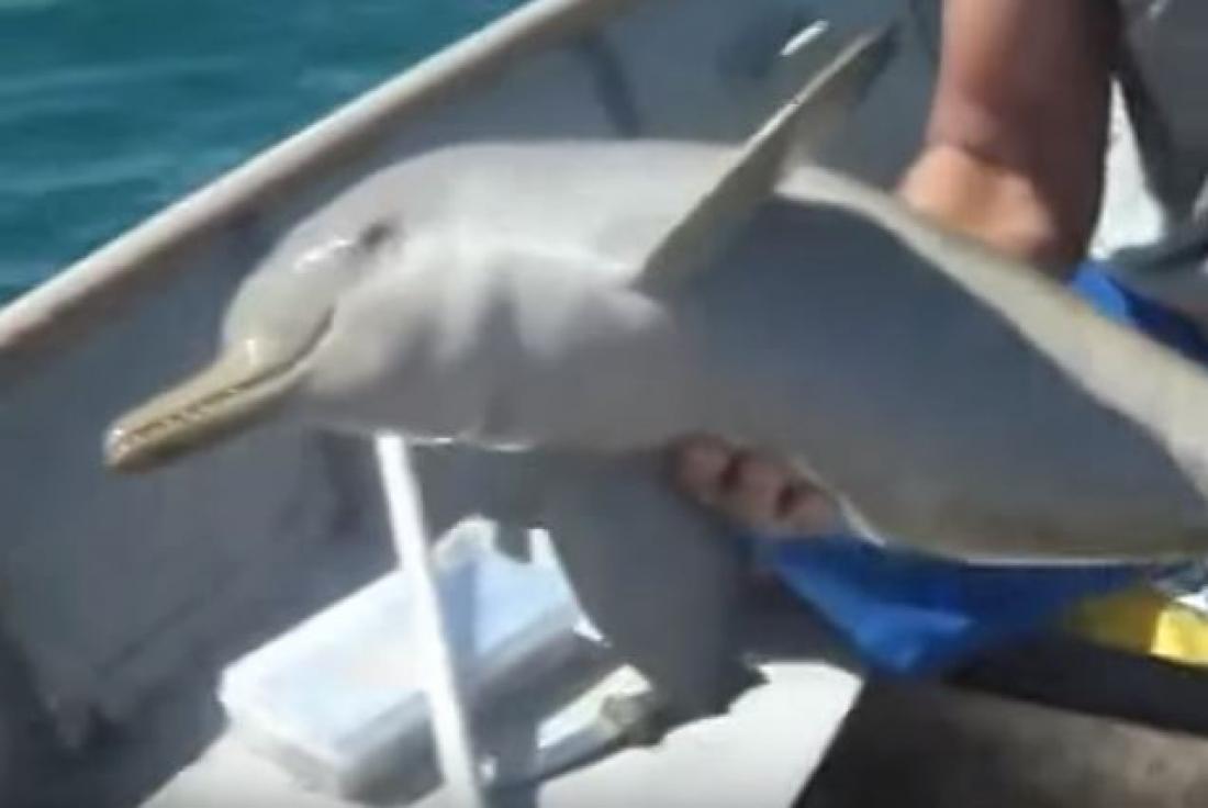 Δείτε πώς ευχαρίστησε ένα δελφίνι τους ανθρώπους που του έσωσαν τη ζωή!