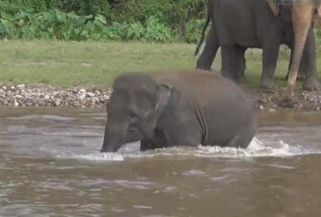 Ελεφαντάκι σώζει άνθρωπο που νομίζει ότι πνίγεται!