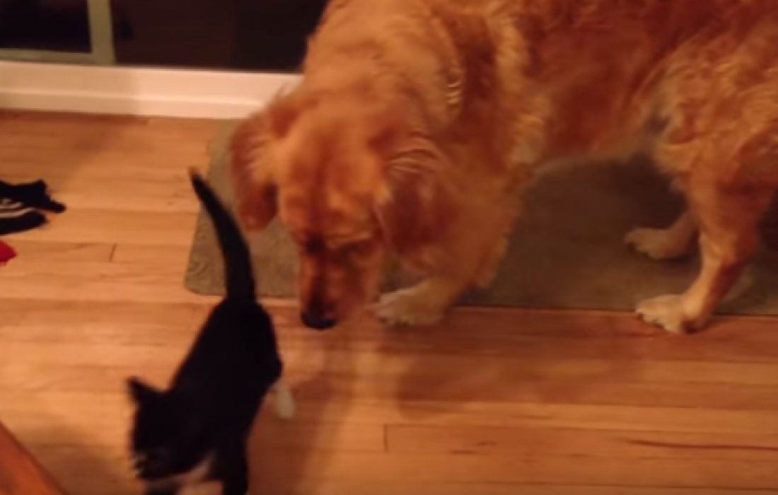 Σκύλοι συναντούν γατάκια για πρώτη φορά! 