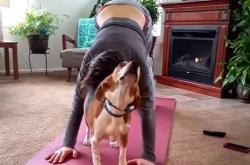 Όταν γατάκια και σκυλάκια κάνουν yoga! 