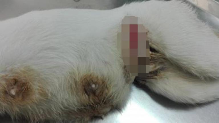 Φρίκη στην Πάτρα: Έδεσαν αδέσποτη γάτα από την κοιλιά με συρματόσχοινο! (ΕΙΚΟΝΕΣ - ΣΟΚ)