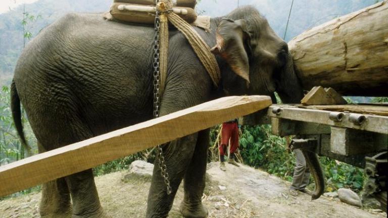 Άδεια κύησης για ελέφαντες; Γιατί όχι