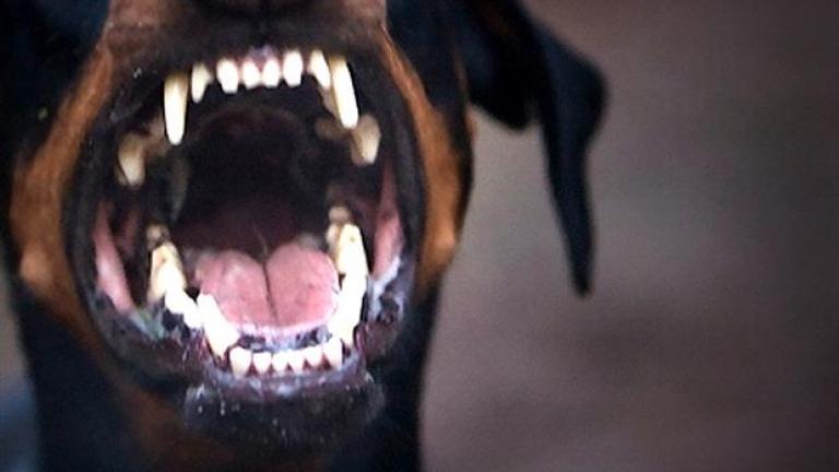 Ξάνθη: Τρομακτική επίθεση σκύλων σε ηλικιωμένη