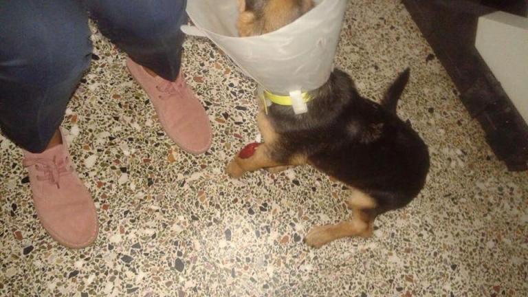 Απίστευτη φρίκη στην Πάτρα: Έδεσαν σκυλάκι με σύρμα στο λαιμό και το παράτησαν (ΦΩΤΟ)