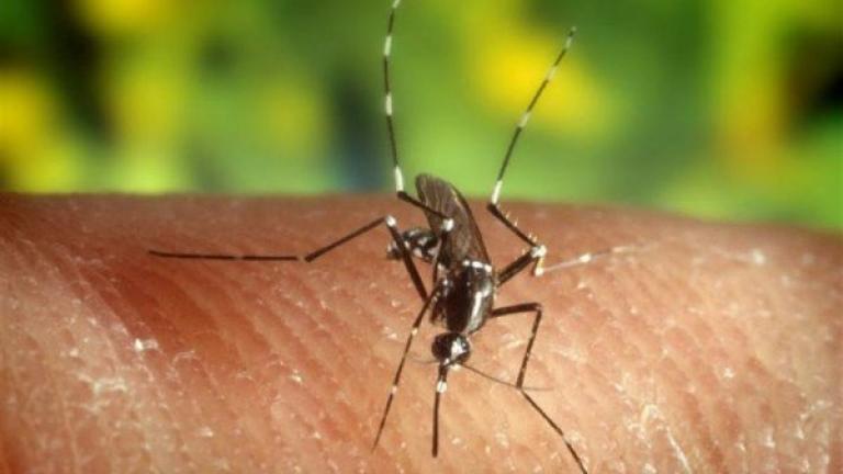 Κουνούπια: 6 κόλπα για να μην σας τρώνε τα τσιμπήματα
