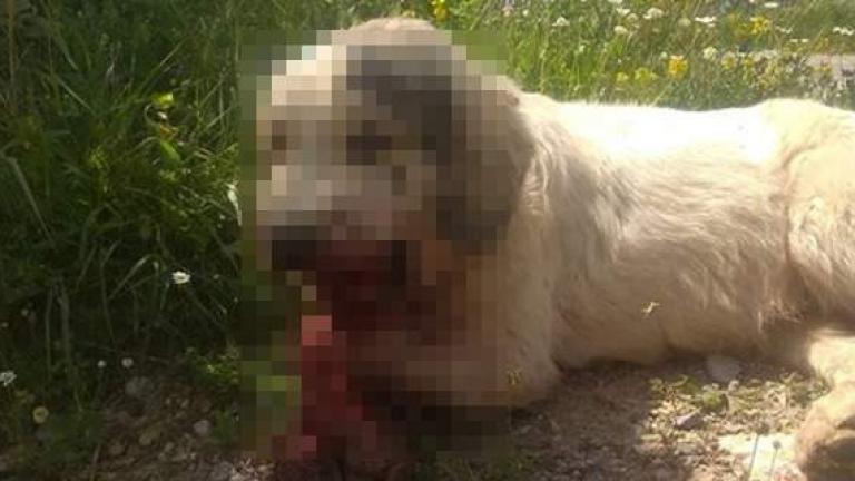 Σοκ: Απίστευτη κακοποίηση σκύλου στην Καλαμάτα-Του έβαλαν κροτίδες στο στόμα