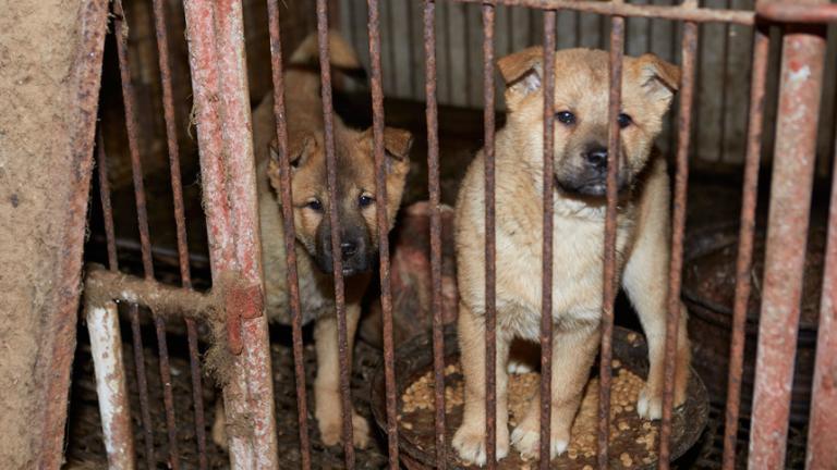 Παράνομη η σφαγή σκύλων για το κρέας τους στη Νότια Κορέα 