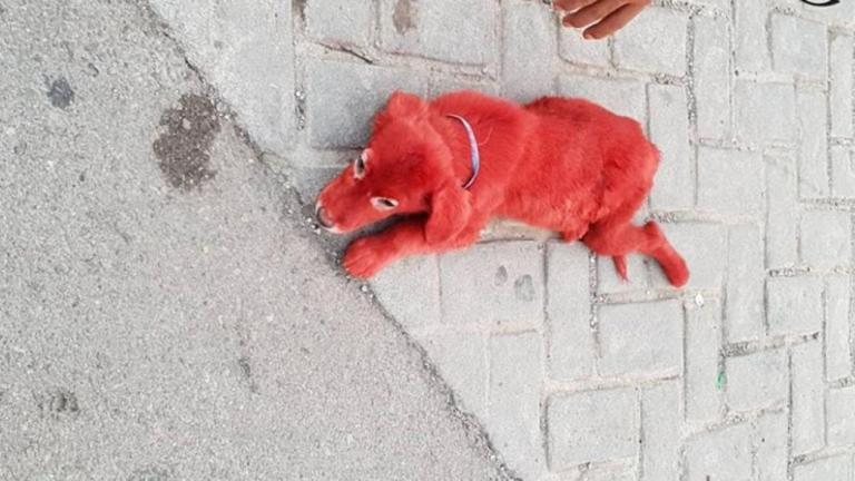 Αίσιο τέλος είχε το περιστατικό κακοποίησης ενός κουταβιού που έβαψαν κόκκινο στη Χαλκίδα