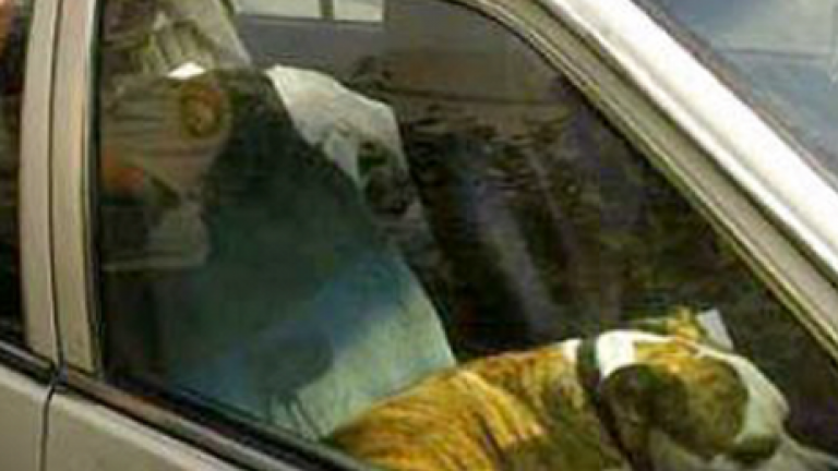 Καβάλα: Πρόστιμο σε ασυνείδητο που άφησε τον σκύλο του μέσα στο αυτοκίνητο με υψηλές θερμοκρασίες