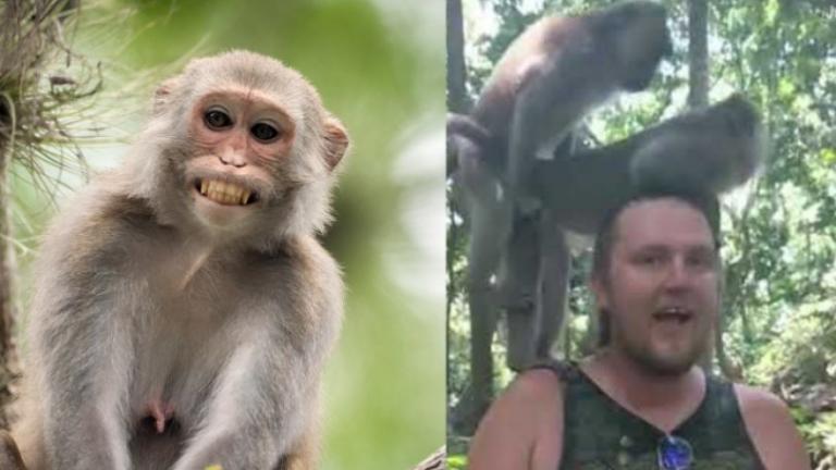 Μαϊμούδες έκαναν σεξ πάνω σε κεφάλι τουρίστα! (ΒΙΝΤΕΟ)