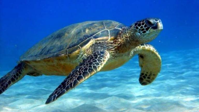 Σχεδόν οι μισές χελώνες στους ωκεανούς έχουν φάει πλαστικό 