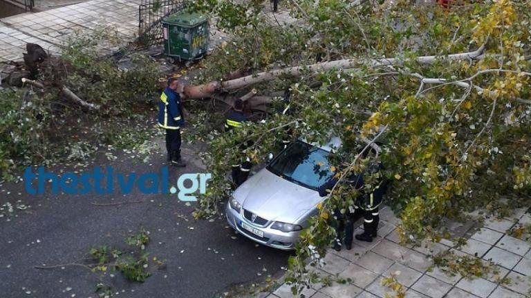 Θεσσαλονίκη: Ραγδαία αλλαγή του καιρού - Πτώσεις δέντρων λόγω ισχυρών ανέμων