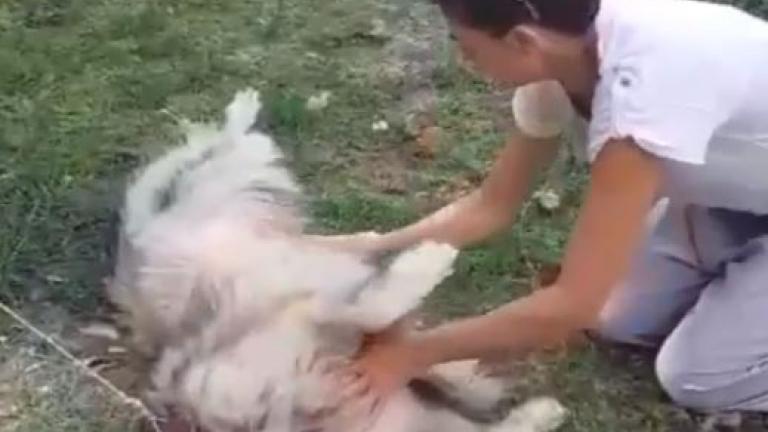 Συγκίνηση: Ο Βασίλης Χαραλαμπόπουλος βρήκε την σκυλίτσα του μετά από 2,5 χρόνια 