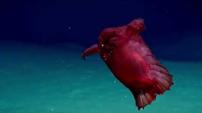 Σπάνιο θαλάσσιο είδος για πρώτη φορά σε βίντεο: Γνωστό και ως ακέφαλο κοτόπουλο τέρας!
