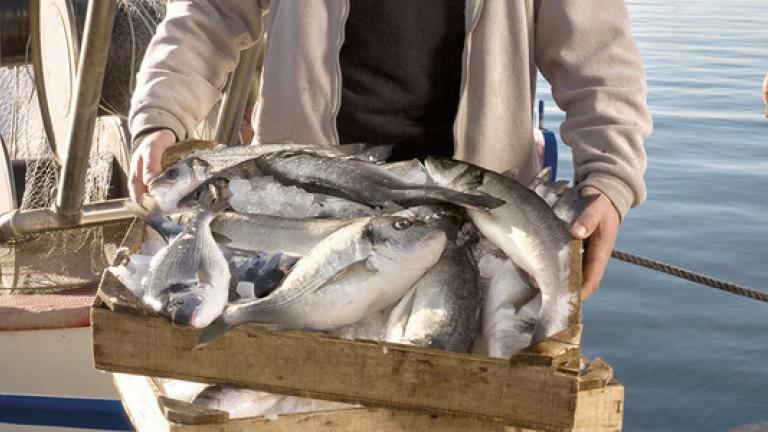 Στην ανάκληση αλατισμένου και αποξηραμένου ψαριού από την κατανάλωση προχωρά ο Ενιαίος Φορέας Ελέγχου Τροφίμων (ΕΦΕΤ)
