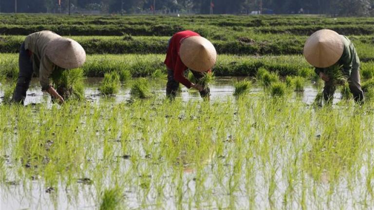 Κίνα: Δορυφόροι επιτηρούν τις καλλιέργειες ρυζιού