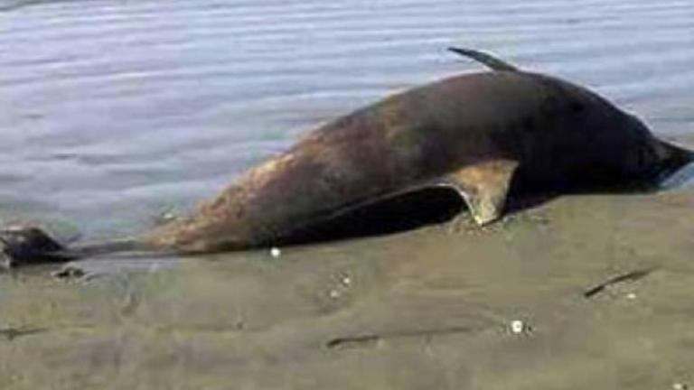 Ερωτηματικά και ανησυχία από τα 13 νεκρά δελφίνια κατά τη διάρκεια της τουρκικής άσκησης «Γαλάζια πατρίδα»