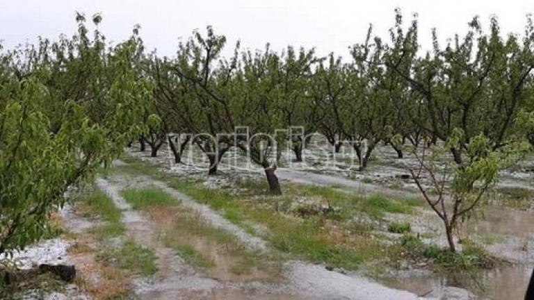 Απόγνωση στην Ημαθία αφού το συνεχόμενο χαλάζι προκάλεσε μεγάλες ζημιές σε αγροτικές καλλιέργειες με ροδάκινα και νεκταρίνια (photo)