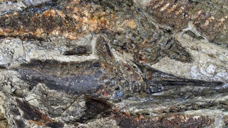 Ανακαλύφθηκαν απολιθώματα από τη μέρα της «Αποκάλυψης» πριν 66 εκατ. χρόνια