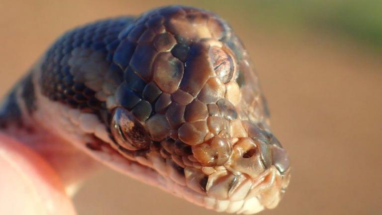 Φίδι με τρία μάτια βρέθηκε στην Αυστραλία 