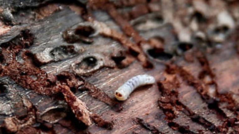 Αντιμετωπίζουν το φλοιοφάγο έντομο που έχει καταστρέψει μέρος του δάσους του Σέιχ Σου με αγιασμό 