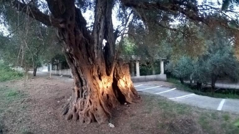 «Ευδοκία», το ελαιόδεντρο που περίμενε 11 αιώνες να του κάνουν γενέθλια