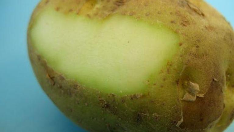 Πατάτες που «πρασινίζουν»: Τι κίνδυνος υπάρχει για την υγεία