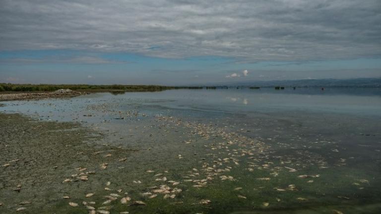 Βουλγαρία: Νεκρά ψάρια ξεβράστηκαν στις όχθες ποταμών