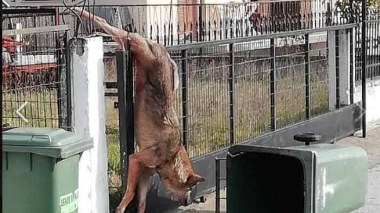 Αίσιο τέλος για τον λύκο που εγκλωβίστηκε σε κάγκελα σπιτιού (ΦΩΤΟ)