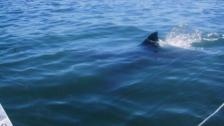 Εμφάνιση καρχαρία στον κόλπο του Λαγανά στη Ζάκυνθο! (ΒΙΝΤΕΟ-ΦΩΤΟ)