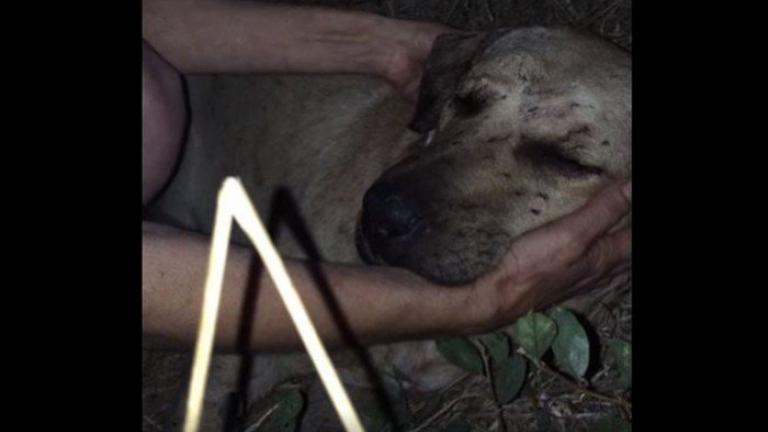 Απίστευτη κακοποίηση σκύλου στην Κρήτη