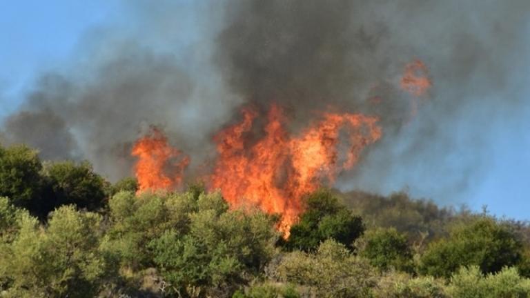 Φωτιά τώρα: Πυρκαγιά σε δασική περιοχή στην Άνω Καλλιθέα Αχαΐας