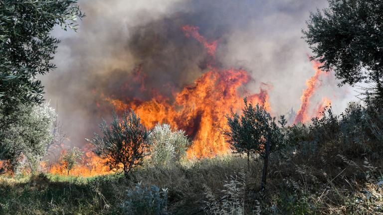 Ηλεία: Πυρκαγιά στην περιοχή Παλαιορβάσαινα	