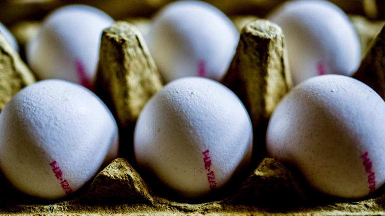 Παρτίδα μολυσμένων με fipronil αυγών εντοπίστηκε και στην Ισπανία