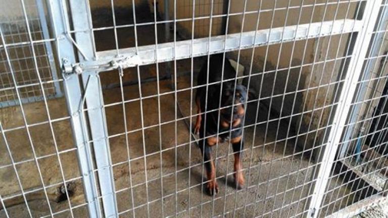Κοζάνη: Αφαίρεσε δια βίου ο Εισαγγελέας το δικαίωμα από τον 72χρονο να αποκτήσει ξανά ποτέ ζώο