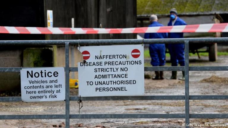 Εστία της γρίπης των πτηνών Η5Ν8 εντοπίστηκε στη Σουηδία-Θα σφαγιαστούν 200.000 κοτόπουλα