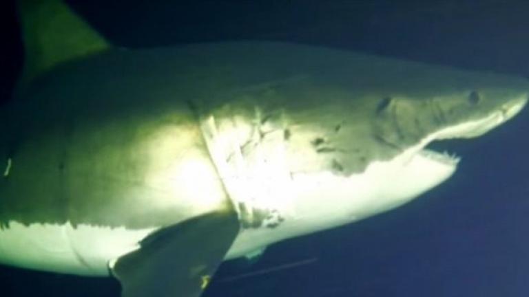 Εντυπωσιακό βίντεο δίνει την απάντηση στο πώς κοιμάται ο Λευκός Καρχαρίας