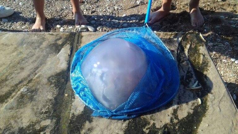 Τσούχτρα 4 κιλών "ψάρεψε" ένα μικρό παιδί σε παραλία του Κορινθιακού-Ανυπολόγιστες οι ζημιές στον τουρισμό, το κράτος θυμήθηκε το πρόβλημα τον Αύγουστο (ΦΩΤΟ)
