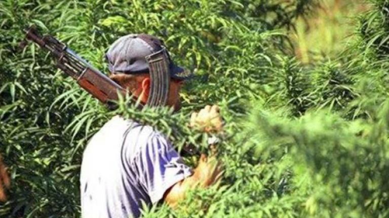 Εντοπίστηκαν απέραντες χασισοφυτείες με 55.000 χασισόδεντρα στην Αλβανία