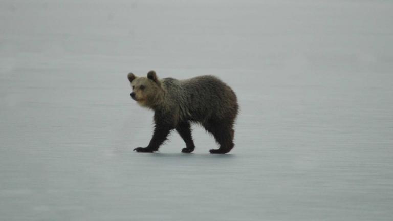 Αρκουδάκι σουλατσάριζε επί ώρες πάνω στην παγωμένη λίμνη της Καστοριάς!