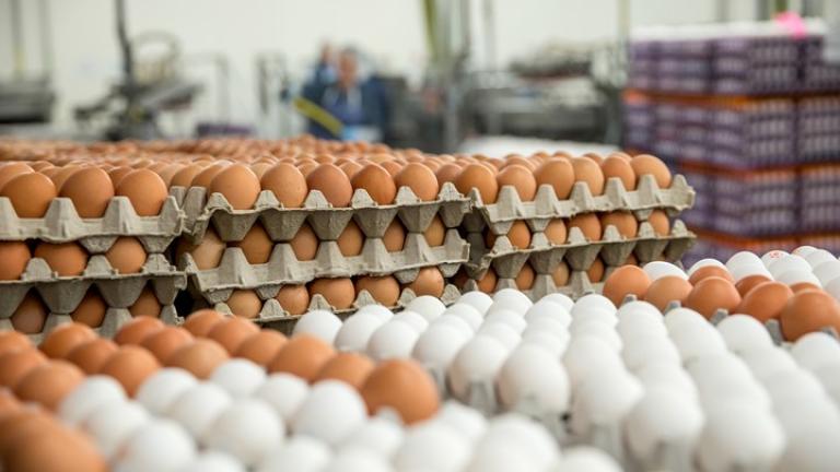 Συνεχίζονται οι έλεγχοι για μολυσμένα αυγά στην Ελλάδα