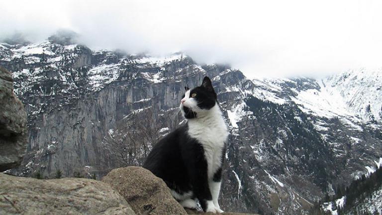 Γάτα...διασώστης στην Ελβετία