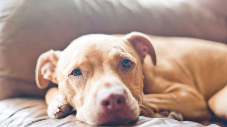 Προσοχή: Ψηφίστηκε νέος νόμος για τα σκυλιά! Τι πρέπει να ξέρετε;
