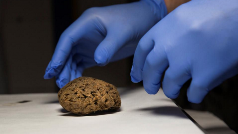 Δεκάδες φυσικά διατηρημένοι εγκέφαλοι ανακαλύφθηκαν σε μαζικό τάφο της εποχής της Ισπανικού Εμφυλίου