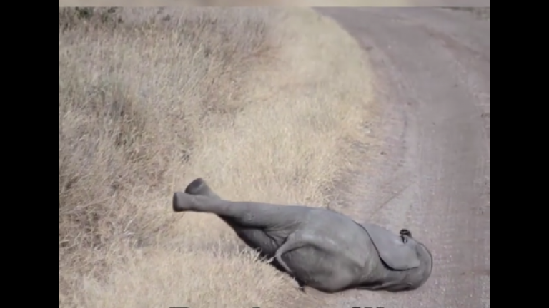Το αγανακτισμένο ελεφαντάκι στην Τανζανία που είπε «όχι άλλο»! (ΒΙΝΤΕΟ)