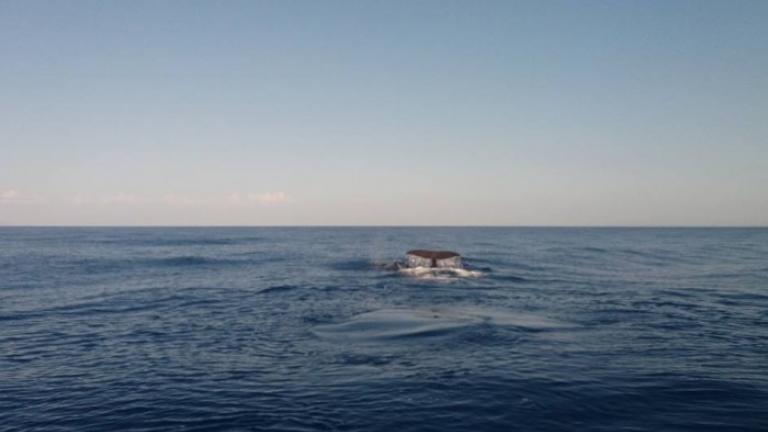 Κατέγραψε σε βίντεο φάλαινες ανοιχτά της Γαύδου