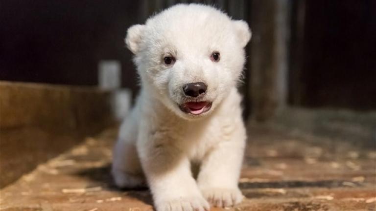 Βερολίνο: Πέθανε ξαφνικά το μωρό πολικό αρκουδάκι Φριτζ