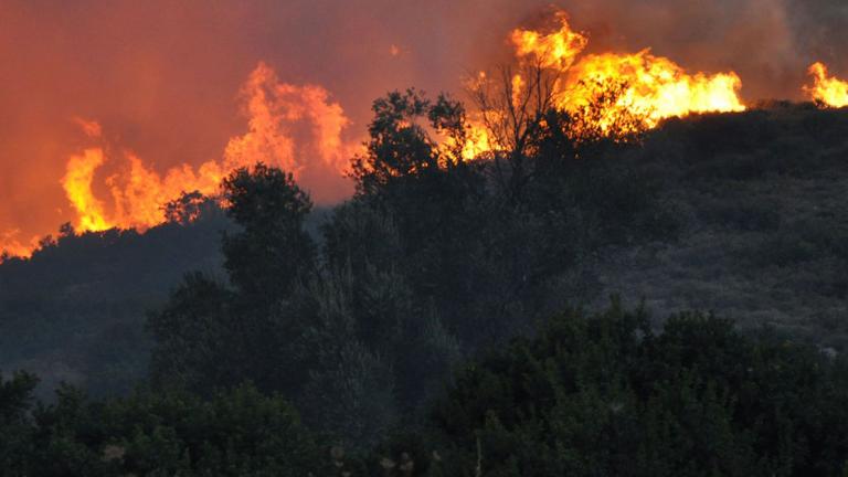 Πυρκαγιά στη Χίο: Ολοκληρωτική καταστροφή στην καλλιέργεια μαστιχόδεντρων 